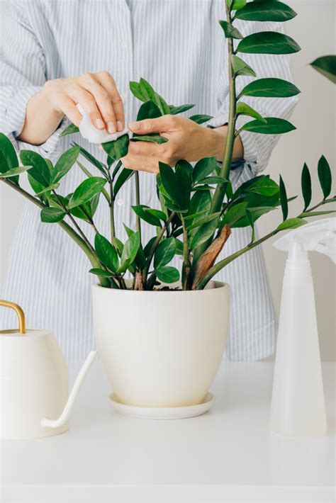 如意植物風水|風水植物｜不只富貴竹！7款招財/招桃花植物推介+不可不知風水 